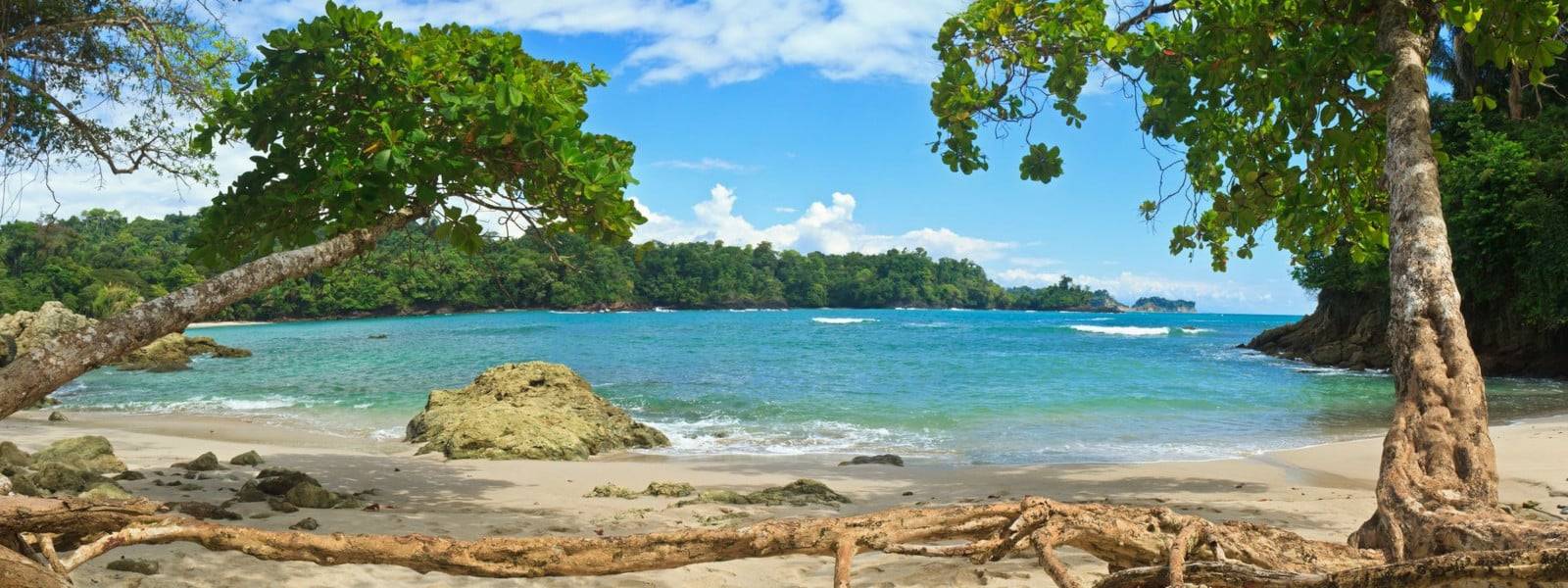 Tree roots and driftwood line the south end of Playa Manuel Antonio in Manuel Antonio National Park, Costa Rica DH107Y Tree roots and driftwood line the south end of Playa Manuel Antonio in Manuel Antonio National Park, Costa Rica